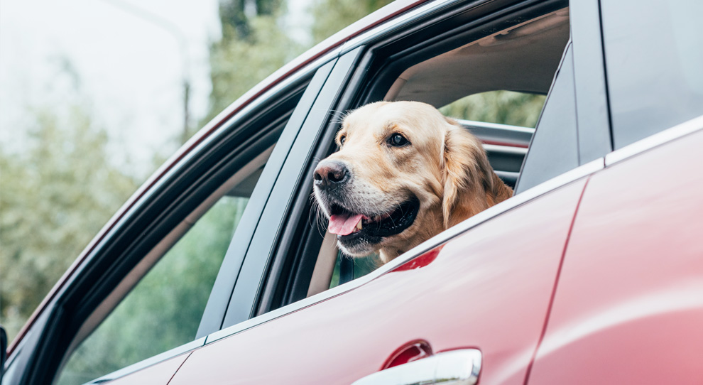 Nuovo codice della strada: ritiro della patente per chi abbandona gli animali